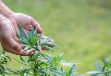 8 Applications for Automation in Cannabis Production